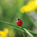 My Living World: Ladybirds