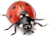 My Living World: Ladybirds