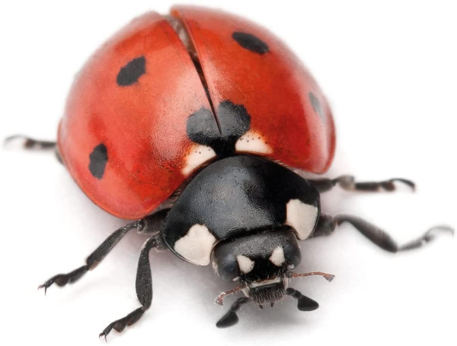 My Living World: Ladybirds